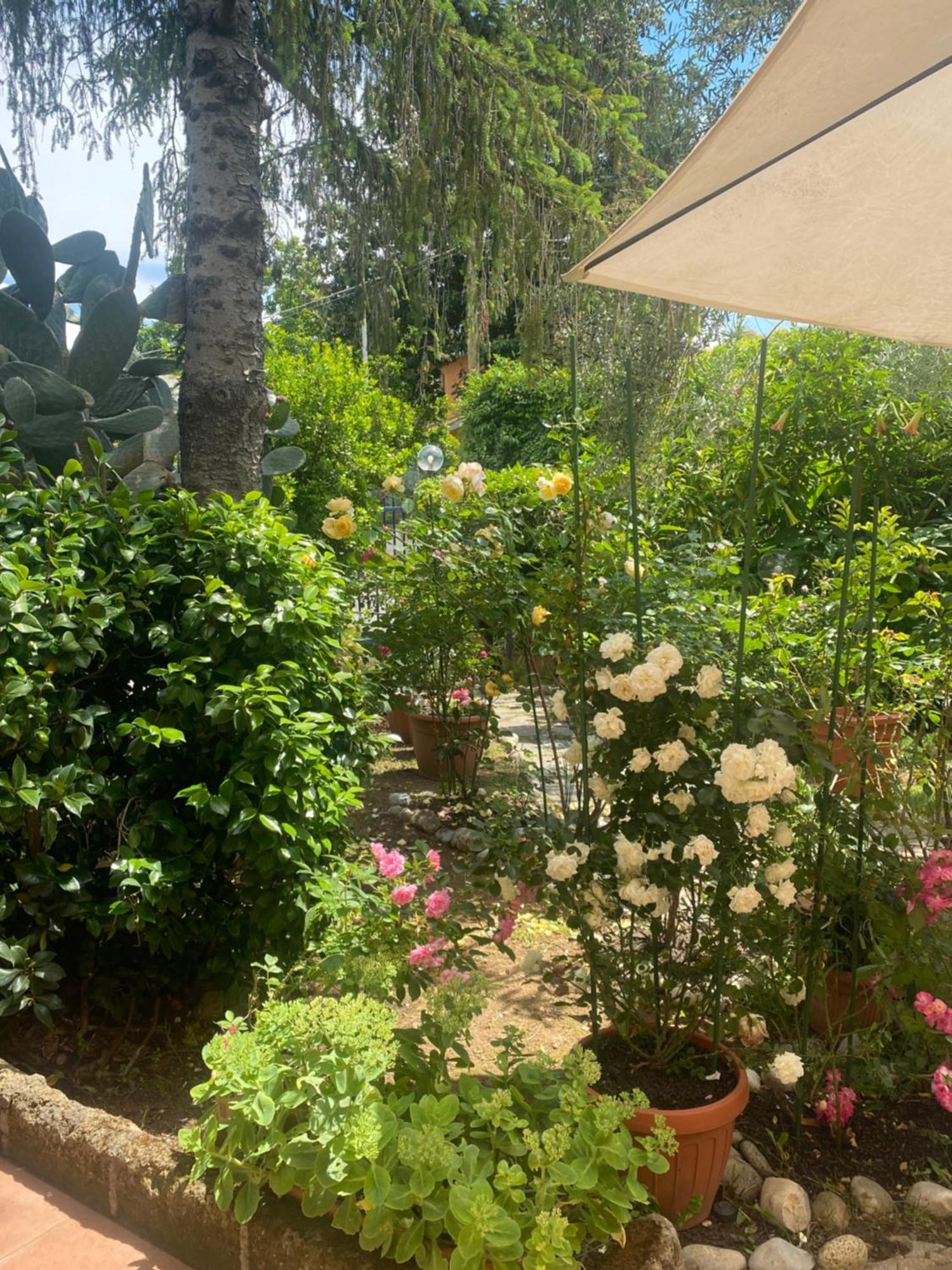 Corelli & Company Rose Musica E Libri Santa Marta Εξωτερικό φωτογραφία